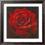 Rosa Roja La Pasion Me Antoja by Patricia Quintero-Pinto Limited Edition Pricing Art Print