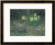 Narcissi And Violets, Circa 1867 by Jean-Francois Millet Limited Edition Print