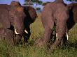 Pair Of Adult African Elephants With Their Young, Masai Mara National Reserve, Kenya by Mason Florence Limited Edition Print