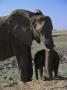 An African Elephant And Its Baby Forage by Beverly Joubert Limited Edition Pricing Art Print