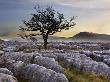 Ingleborough And Hawthorn Tree At Dawn From Twistleton Scars In The Yorkshire Dales, Yorkshire, Eng by Lizzie Shepherd Limited Edition Print