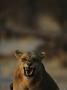 Snarling Lioness, Selinda, Botswana by Beverly Joubert Limited Edition Print