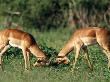 Impala Males Sparring by Beverly Joubert Limited Edition Print