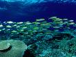 Yellow Goatfish (Mulloides Vanicolensis) Swimming Over Reef, Australia by Michael Aw Limited Edition Print