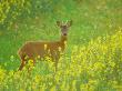 Roe Deer, Standing by David Boag Limited Edition Pricing Art Print