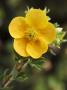 Shrubby Cinquefoil, Potentilla Fruticosa Tangerine by Geoff Kidd Limited Edition Pricing Art Print