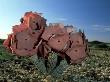 Hoodia Species, Namib Desert by Michael Fogden Limited Edition Print