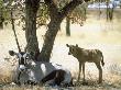 Gemsbok, Female With Young, Namibia by Patricio Robles Gil Limited Edition Print