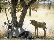 Gemsbok, Female With Young, Namibia by Patricio Robles Gil Limited Edition Pricing Art Print