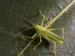 Oak Bush-Cricket, Male On Leaf by Bob Gibbons Limited Edition Pricing Art Print