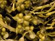 Bladder Wrack, Seaweed by Bob Gibbons Limited Edition Pricing Art Print