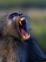 Chacma Baboon, Yawning, Kruger National Park, South Africa by Roger De La Harpe Limited Edition Pricing Art Print