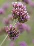 Verbena Bonariensis by Kidd Geoff Limited Edition Print