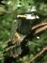 Spot-Billed Toucanette, Selendera Maculirostris by James H. Robinson Limited Edition Print