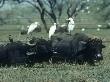 Buffalo, With Cattle Egrets, India by Mike Framptom-Price Limited Edition Pricing Art Print