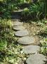 Stepping Stone Path Made Of Circular Cross Sections Of Tree Trunk by Linda Burgess Limited Edition Print