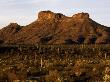 Sonora Desert, Arizona, Usa by Patricio Robles Gil Limited Edition Print