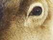 Reindeer, Close Up Of Eye, Scotland by Mark Hamblin Limited Edition Print