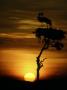 Crowned Cranes At Sunrise, Kenya by David W. Breed Limited Edition Print