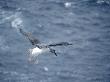 Grey-Headed Albatross In Flight, South Georgia by Ben Osborne Limited Edition Print