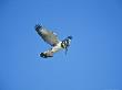 Lesser Pied Kingfisher, Hunting, Israel by Niall Benvie Limited Edition Print