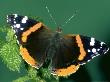 Red Admiral, Portugal by Paulo De Oliveira Limited Edition Pricing Art Print