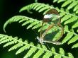 Glasswing Butterfly, Cloud Forest, Costa Rica by Michael Fogden Limited Edition Pricing Art Print