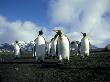 King Penguin, Group, South Georgia Islands by Patricio Robles Gil Limited Edition Print