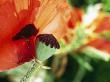 Papaver Orientale (Poppy), Seed Head With Single Petal Remaining by Linda Burgess Limited Edition Print