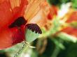 Papaver Orientale (Poppy), Seed Head With Single Petal Remaining by Linda Burgess Limited Edition Pricing Art Print