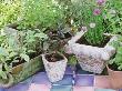 Herbs In Terracotta Pot On Tiled Patio by Linda Burgess Limited Edition Print