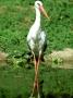White Stork, Uganda by Ariadne Van Zandbergen Limited Edition Print