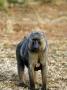 Olive Baboon, With Young, Rwanda by Ariadne Van Zandbergen Limited Edition Pricing Art Print