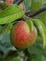 Apple Ellison's Orange Close-Up Of Single Fruit On Tree by David Askham Limited Edition Pricing Art Print