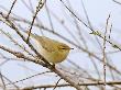 Willow Warbler, Uk, April by David Tipling Limited Edition Print