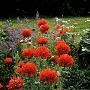 Papaver Somniferum (Opium Poppy) Paeony Flowered View Of Bright Red Frilly Flowers by David Askham Limited Edition Print