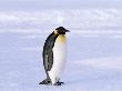 Emperor Penguins, Weddell Sea, Antarctica by David Tipling Limited Edition Print