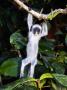 Kirks Red Colobus Monkey, Baby Hanging From Branch, Zanzibar by Ariadne Van Zandbergen Limited Edition Pricing Art Print