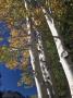 Aspen Trees, Lassen National Park, Ca by Peter French Limited Edition Print