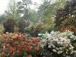 Exbury Garden, Hampshire Home Wood Rhododendrons by Clive Boursnell Limited Edition Print