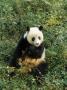 Panda Bear, Shanghai, China by Bill Bachmann Limited Edition Print