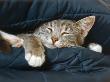 Kitten Sleeping Between Pillows by Robert Burrington Limited Edition Print