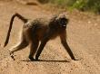 Baboon Crossing Road In Kruger National Park by Keith Levit Limited Edition Print
