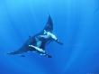 Symbiotic Remoras Attached To Manta Ray by Jeff Rotman Limited Edition Print