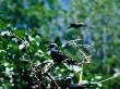 A Noddy Tern (Sterna) On Musgrove Island On The Great Barrier Reef, Queensland, Australia by Lee Foster Limited Edition Print