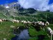 Sheep Along Stubai Hohenweg Walking Route, Tirol, Austria by Gareth Mccormack Limited Edition Print