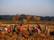Workers Threshing Rice Harvest, Chiang Rai, Thailand by Bill Wassman Limited Edition Print