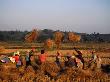 Workers Threshing Rice Harvest, Chiang Rai, Thailand by Bill Wassman Limited Edition Pricing Art Print