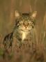 Scottish Wildcat, Felis Sylvestris, Scotland by Mark Hamblin Limited Edition Print