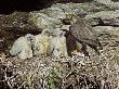 Gyr Falcon, Adult Female Feeding Chicks At Nest Site, Sweden by Mark Hamblin Limited Edition Print